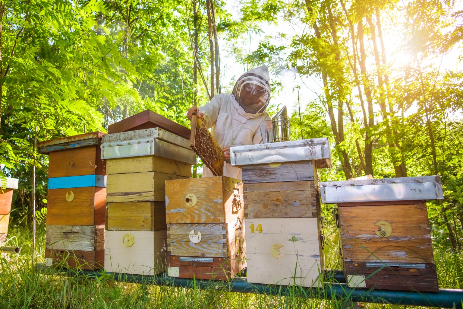 Inspection, amidst healthy bees